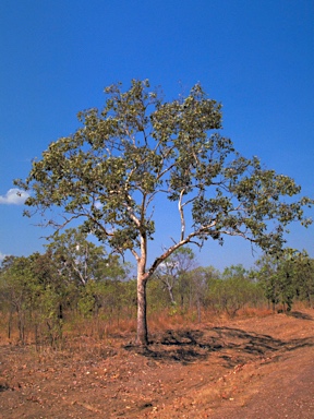 APII jpeg image of Corymbia latifolia  © contact APII