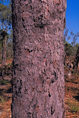 APII jpeg image of Corymbia porrecta  © contact APII