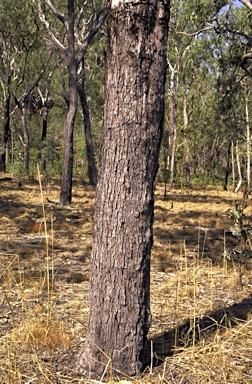 APII jpeg image of Corymbia ptychocarpa subsp. aptycha  © contact APII