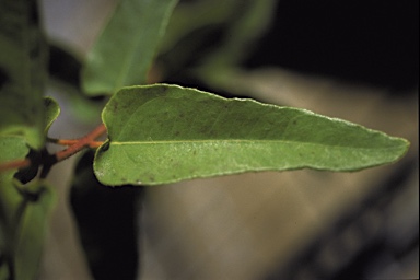 APII jpeg image of Corymbia arnhemensis  © contact APII