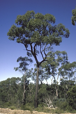 APII jpeg image of Eucalyptus virens  © contact APII