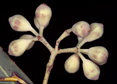 APII jpeg image of Corymbia zygophylla  © contact APII