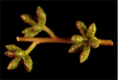 APII jpeg image of Eucalyptus goniocalyx subsp. exposa  © contact APII