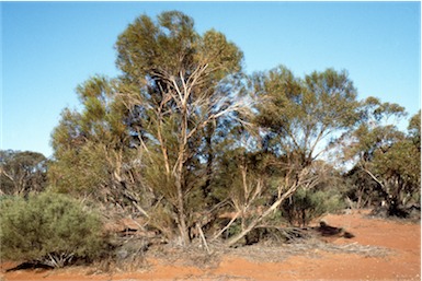 APII jpeg image of Eucalyptus jutsonii  © contact APII