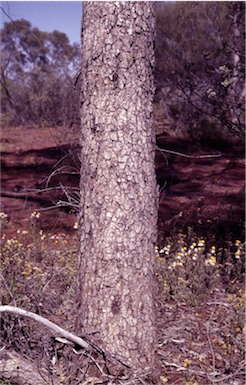 APII jpeg image of Corymbia lenziana  © contact APII