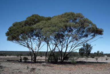 APII jpeg image of Eucalyptus lucasii  © contact APII