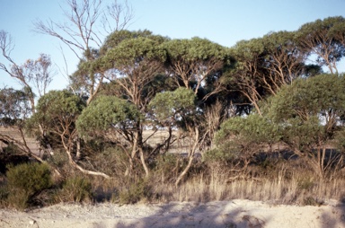 APII jpeg image of Eucalyptus merrickiae  © contact APII