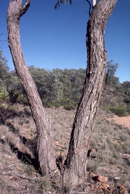 APII jpeg image of Eucalyptus morrisii  © contact APII