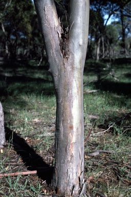 APII jpeg image of Eucalyptus oraria  © contact APII