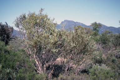 APII jpeg image of Eucalyptus pachyloma  © contact APII