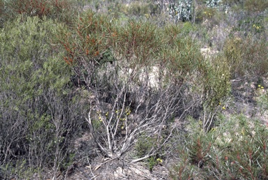 APII jpeg image of Eucalyptus perangusta  © contact APII