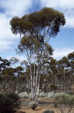 APII jpeg image of Eucalyptus polita  © contact APII