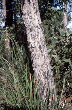 APII jpeg image of Eucalyptus staeri  © contact APII