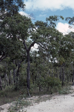 APII jpeg image of Corymbia abergiana  © contact APII