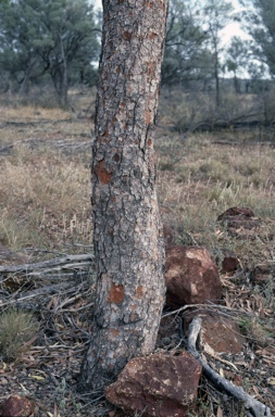 APII jpeg image of Corymbia terminalis  © contact APII