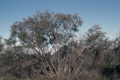 APII jpeg image of Eucalyptus ammophila  © contact APII