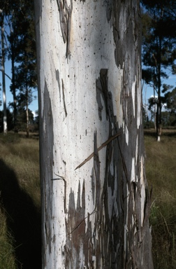 APII jpeg image of Eucalyptus argophloia  © contact APII