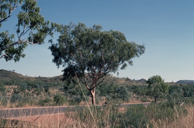 APII jpeg image of Corymbia dichromophloia  © contact APII