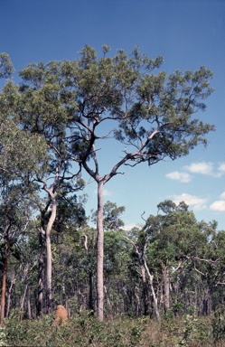 APII jpeg image of Corymbia clarksoniana  © contact APII