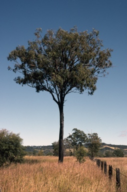 APII jpeg image of Eucalyptus crebra  © contact APII