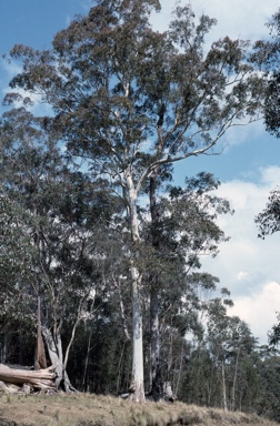 APII jpeg image of Eucalyptus deanei  © contact APII