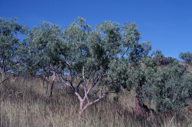 APII jpeg image of Corymbia drysdalensis  © contact APII