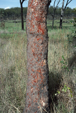 APII jpeg image of Corymbia erythrophloia  © contact APII