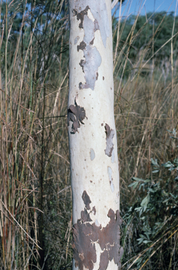 APII jpeg image of Corymbia flavescens  © contact APII