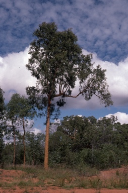 APII jpeg image of Corymbia leichhardtii  © contact APII