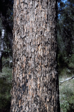 APII jpeg image of Corymbia leptoloma  © contact APII