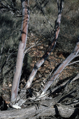 APII jpeg image of Eucalyptus oxymitra  © contact APII