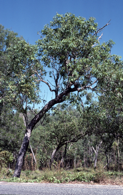 APII jpeg image of Corymbia ptychocarpa  © contact APII