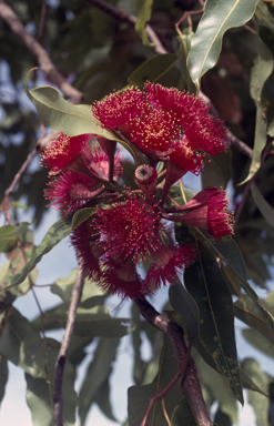 APII jpeg image of Corymbia ptychocarpa  © contact APII