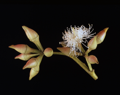 APII jpeg image of Eucalyptus resinifera  © contact APII