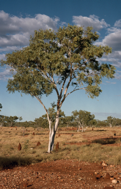 APII jpeg image of Eucalyptus leucophloia subsp. euroa  © contact APII