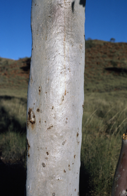 APII jpeg image of Eucalyptus leucophloia subsp. euroa  © contact APII