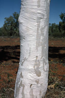 APII jpeg image of Corymbia aparrerinja  © contact APII