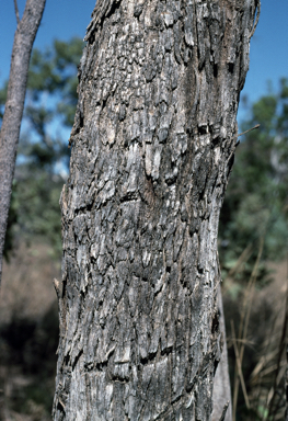 APII jpeg image of Eucalyptus patellaris  © contact APII