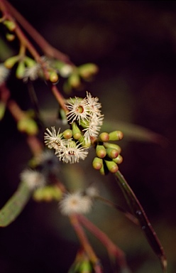 APII jpeg image of Eucalyptus blaxellii  © contact APII