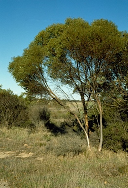 APII jpeg image of Eucalyptus captiosa  © contact APII