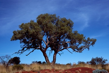 APII jpeg image of Corymbia chippendalei  © contact APII