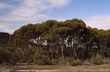 APII jpeg image of Eucalyptus leprophloia  © contact APII