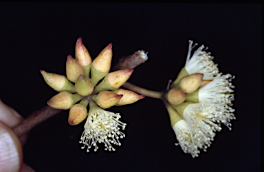 APII jpeg image of Eucalyptus ligulata subsp. stirlingica  © contact APII