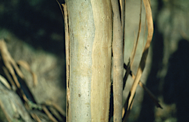 APII jpeg image of Eucalyptus peninsularis  © contact APII