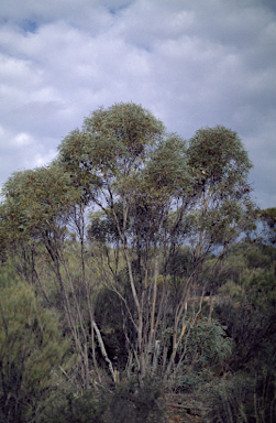 APII jpeg image of Eucalyptus platydisca  © contact APII