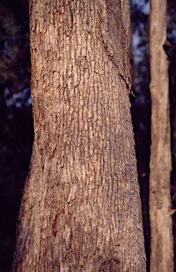 APII jpeg image of Eucalyptus retinens  © contact APII