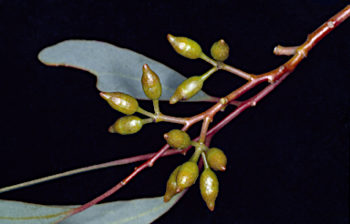 APII jpeg image of Eucalyptus vittata  © contact APII