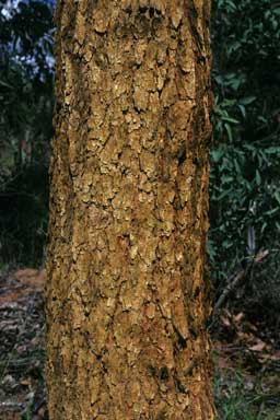 APII jpeg image of Corymbia leichhardtii  © contact APII