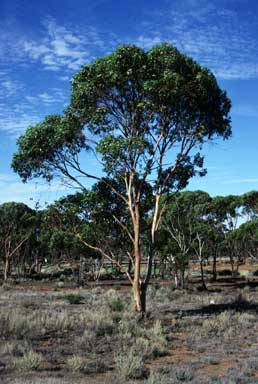 APII jpeg image of Eucalyptus corrugata  © contact APII