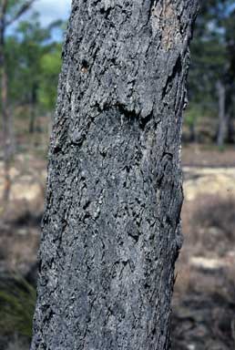 APII jpeg image of Eucalyptus lockyeri subsp. exuta  © contact APII